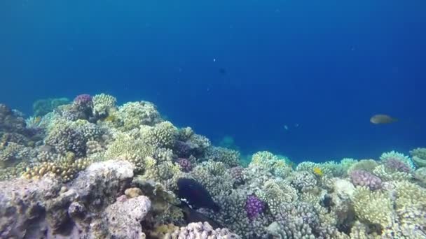 Récif Corallien Sous Marin Mer Rouge Egypte — Video