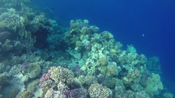 Recifes Corais Subaquáticos Mar Vermelho Egito — Vídeo de Stock