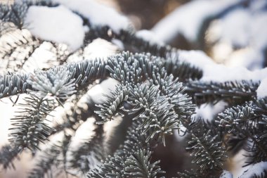 Karlı köknar ağacı kış arkaplanı