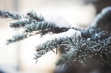 Karlı köknar ağacı kış arkaplanı