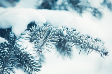 Karlı köknar ağacı kış arkaplanı