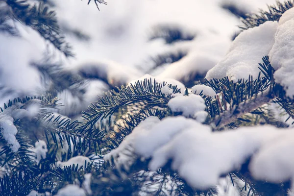 Snöig Gran Gren Vinter Bakgrund — Stockfoto