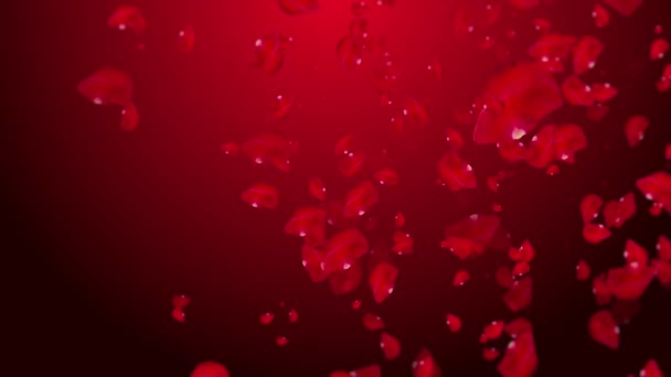 Valentines Day Falling Rose Petals — Stock Video