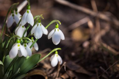Ormanda bahar geldi.