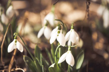 Ormanda bahar geldi.