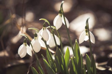 Ormanda bahar geldi.