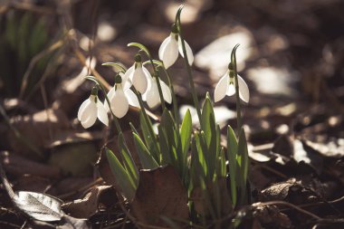 Ormanda bahar geldi.