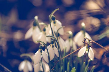 Ormanda bahar geldi.