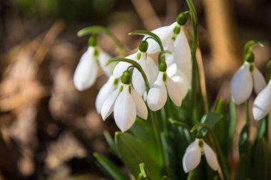 Ormanda bahar geldi.