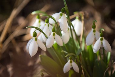Ormanda bahar geldi.