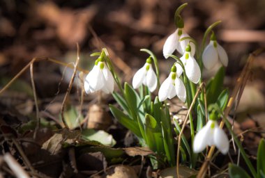 Orman yaprakları arasında erken kar damlaları