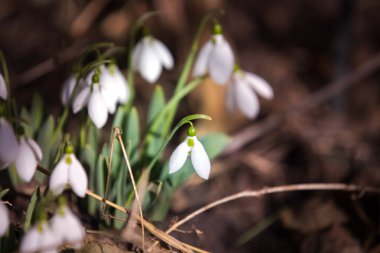 Orman yaprakları arasında erken kar damlaları