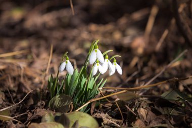 Orman yaprakları arasında erken kar damlaları