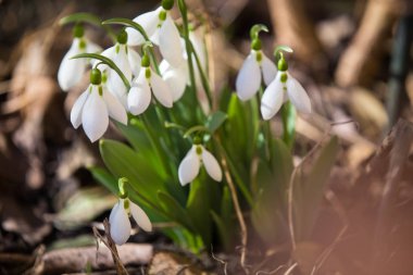 Orman yaprakları arasında erken kar damlaları