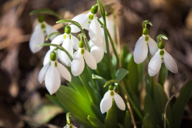 Orman yaprakları arasında erken kar damlaları
