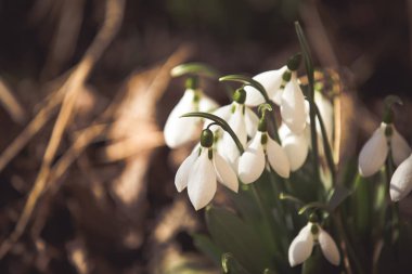 Orman yaprakları arasında erken kar damlaları