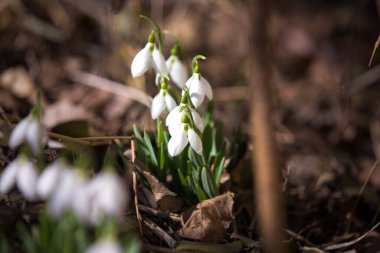 Orman yaprakları arasında erken kar damlaları