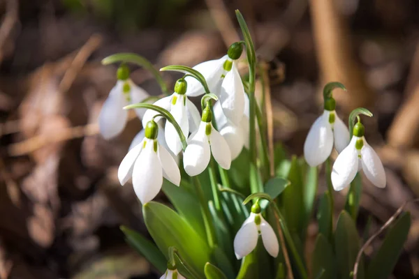 stock image Early snowdrops between forest leaves