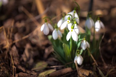 Ormanda beyaz bahar kardelen