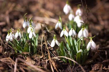Ormanda beyaz bahar kardelen