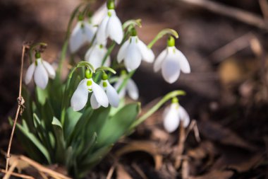 Ormanda beyaz bahar kardelen
