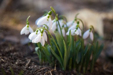 Ormanda beyaz bahar kardelen