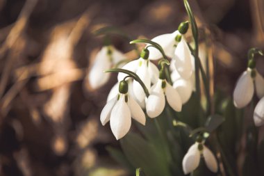 Ormanda beyaz bahar kardelen