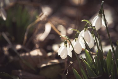 Ormanda beyaz bahar kardelen