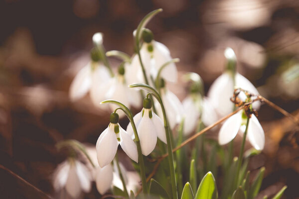 Белые подснежники в лесу
