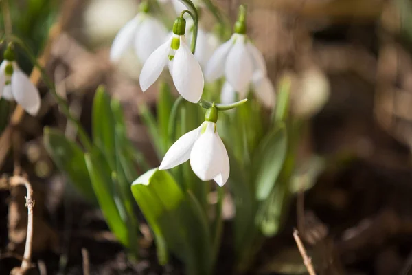 Nieves Blancas Primavera Bosque — Foto de Stock