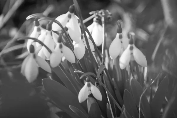 Weiße Frühlingsschneeglöckchen Wald — Stockfoto