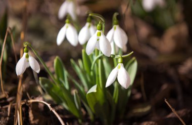 Ormanda bahar karları