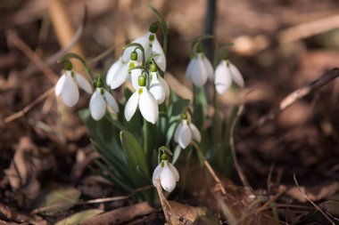 Ormanda bahar karları