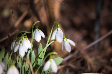 Ormanda bahar karları