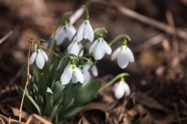 Ormanda bahar karları