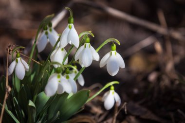 Ormanda ilkbahar karları