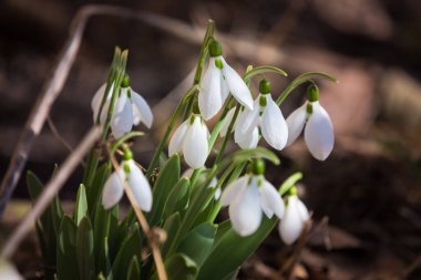 Ormanda ilkbahar karları