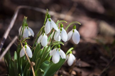 Ormanda ilkbahar karları
