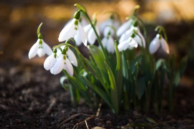 Ormanda ilkbahar karları