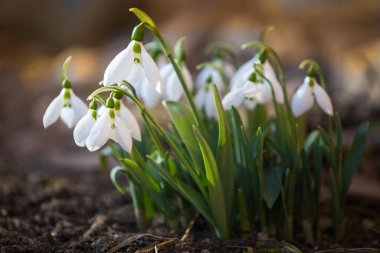 Ormanda ilkbahar karları