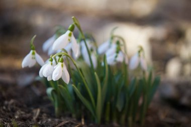 Ormanda ilkbahar karları