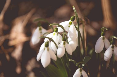 Ormanda ilkbahar karları
