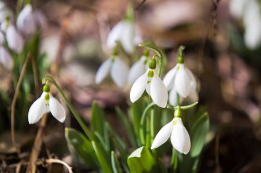 Ormanda ilkbahar karları