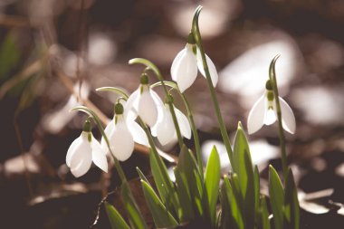 Ormanda ilkbahar karları