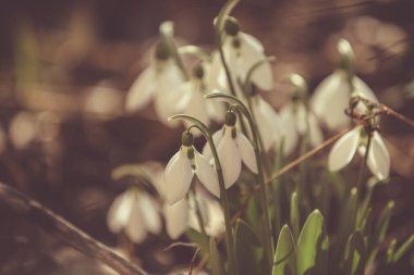 Ormanda ilkbahar karları