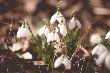 Ormanda ilkbahar karları