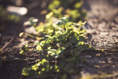 Taze bahar otları arka planda filizlenir