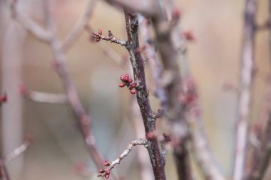 İlkbaharda açan şeftali ağacı
