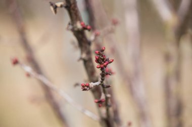İlkbaharda açan şeftali ağacı