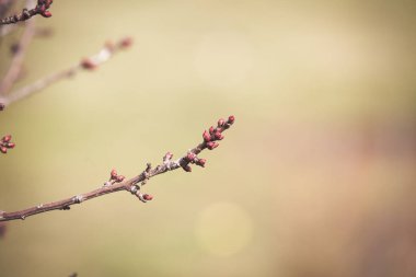 İlkbaharda açan şeftali ağacı
